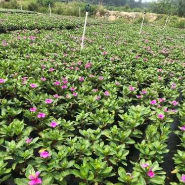 大量现货泥碳土时花供应