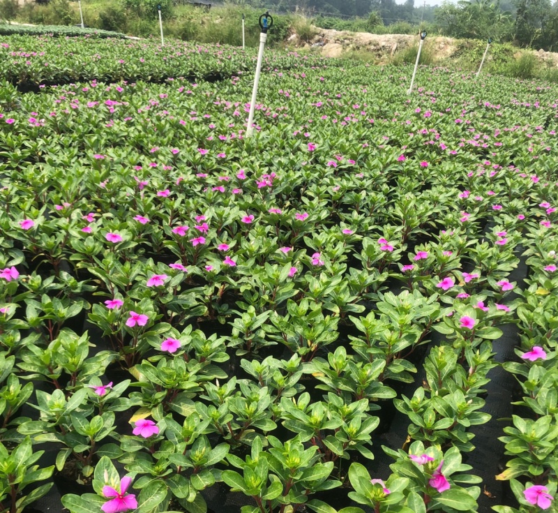 大量现货泥碳土时花供应