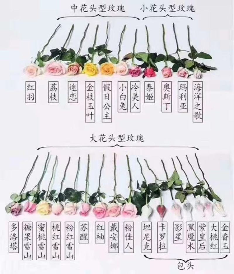 彩色玫瑰鲜切花团购花家庭插花单色玫瑰基地活动用花一手货源