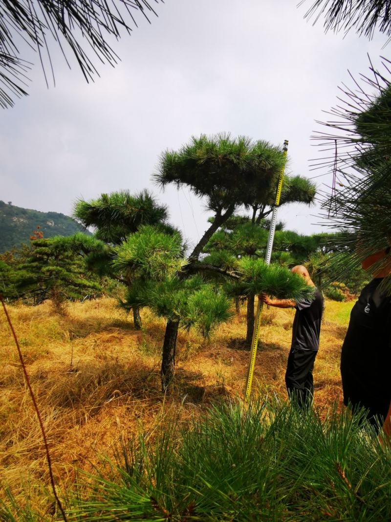 造型松，造型油松，黑松，平顶松，大型盆景松