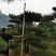 造型松，造型油松，黑松，平顶松，大型盆景松