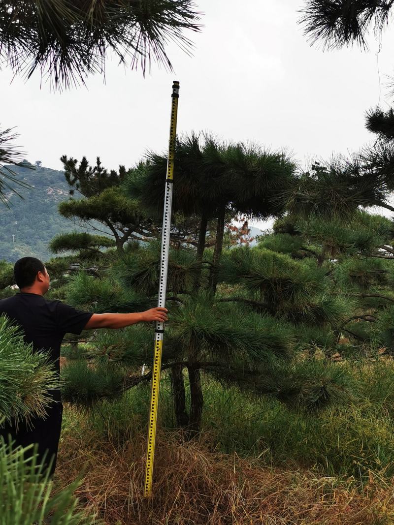 造型松，造型油松，黑松，平顶松，大型盆景松