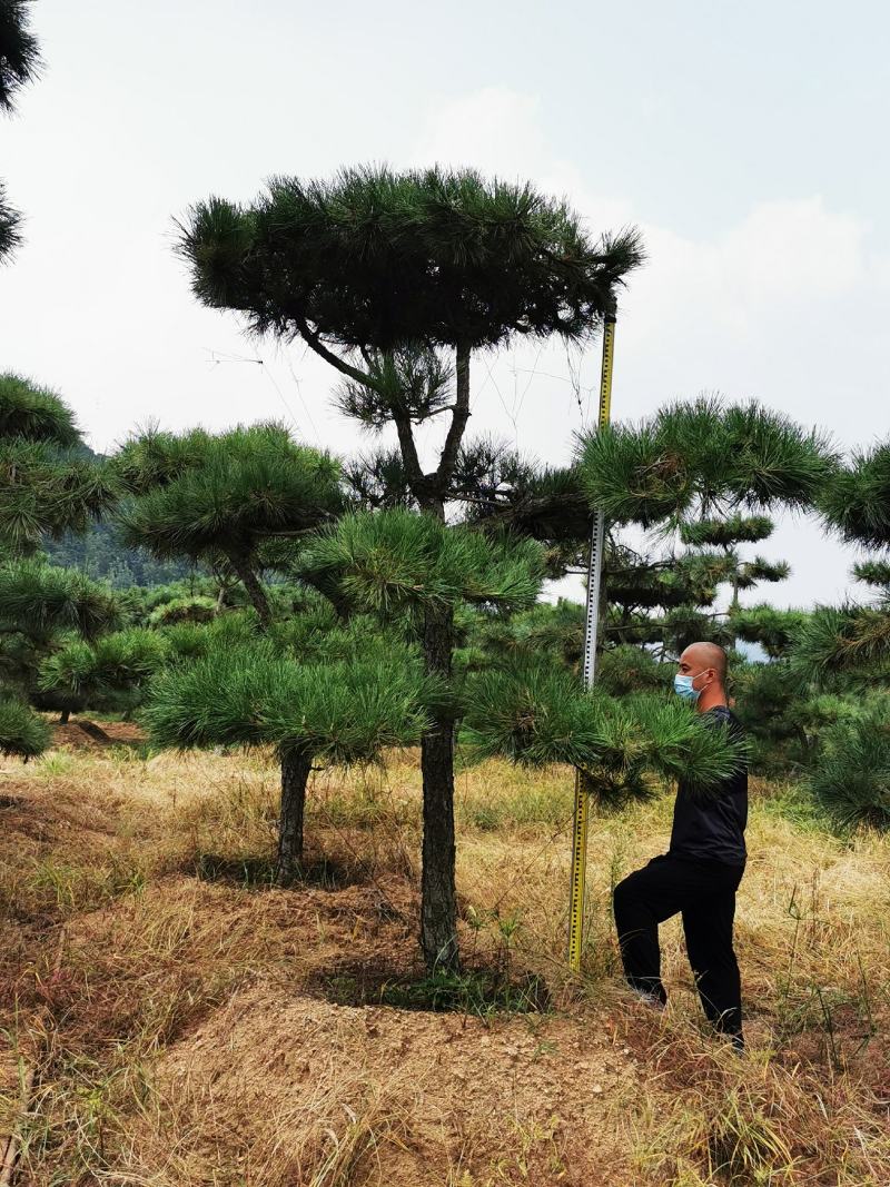 造型松，造型油松，黑松，平顶松，大型盆景松