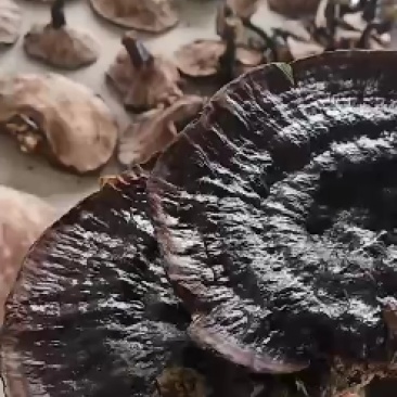 下山灵芝干货各种规格质量保证