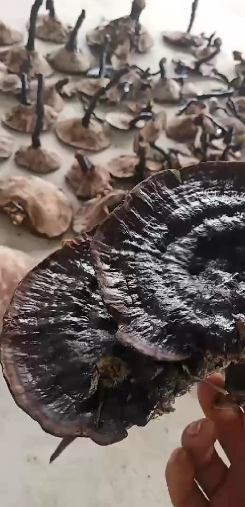 下山灵芝干货各种规格质量保证