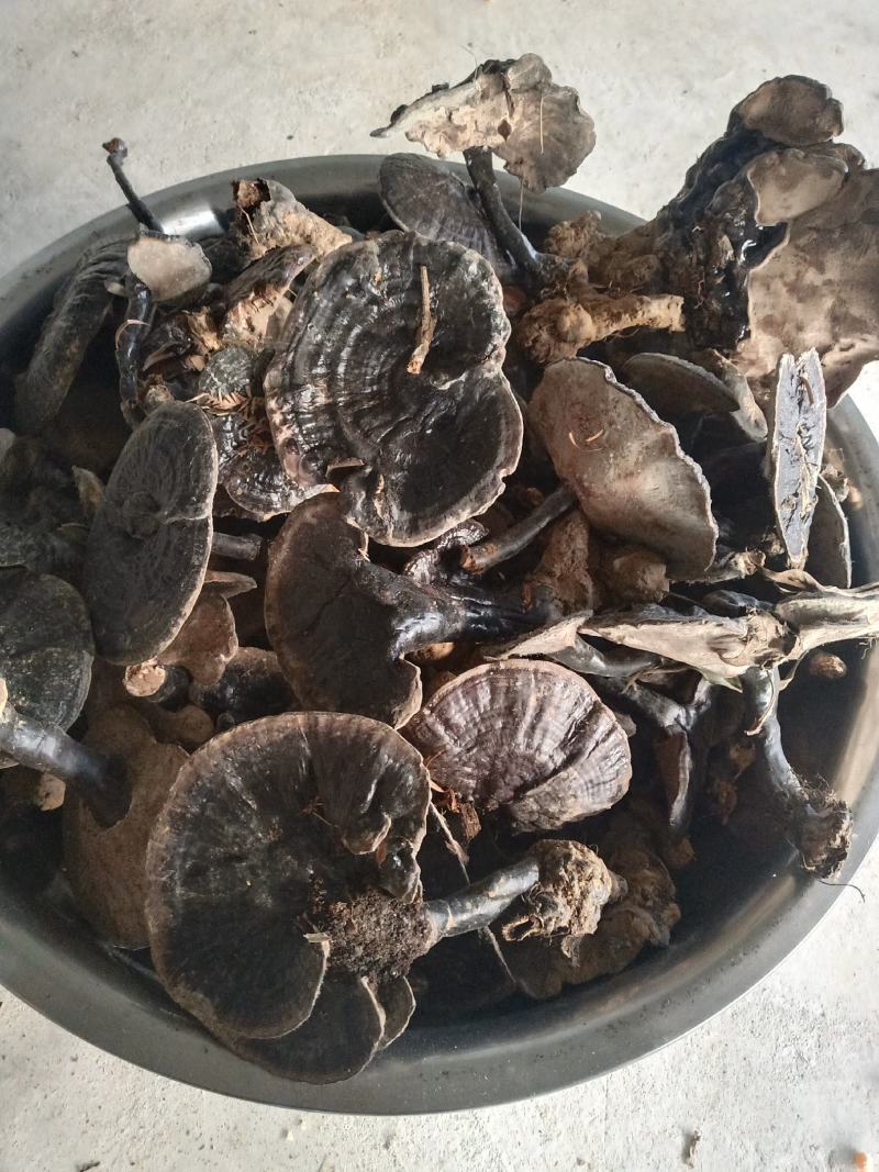 下山灵芝干货各种规格质量保证