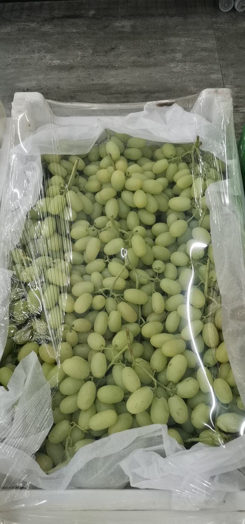 牛奶葡萄，香甜可口，质量保证，欢迎大家选购
