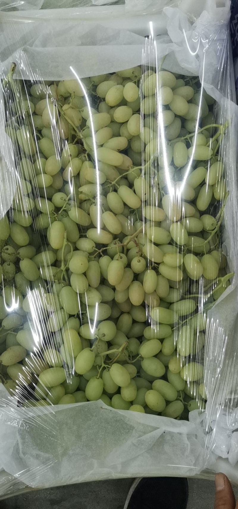 牛奶葡萄，香甜可口，质量保证，欢迎大家选购