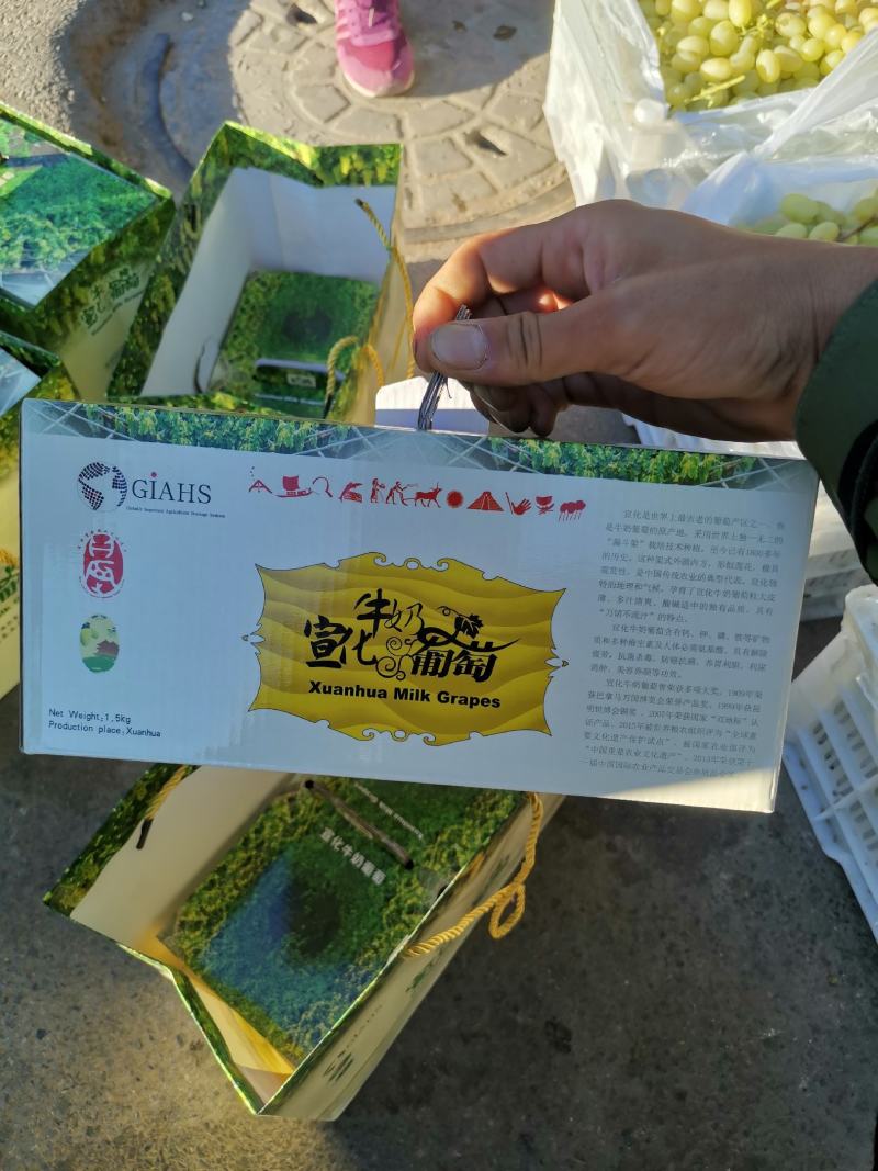 牛奶葡萄，香甜可口，质量保证，欢迎大家选购
