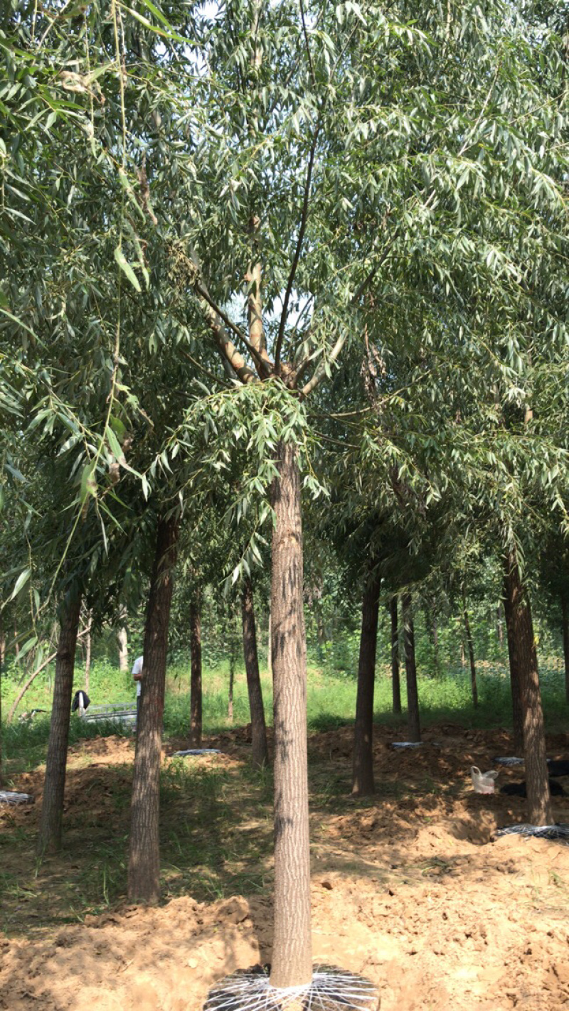 12-18公分旱柳柳树都是1级货城信经营