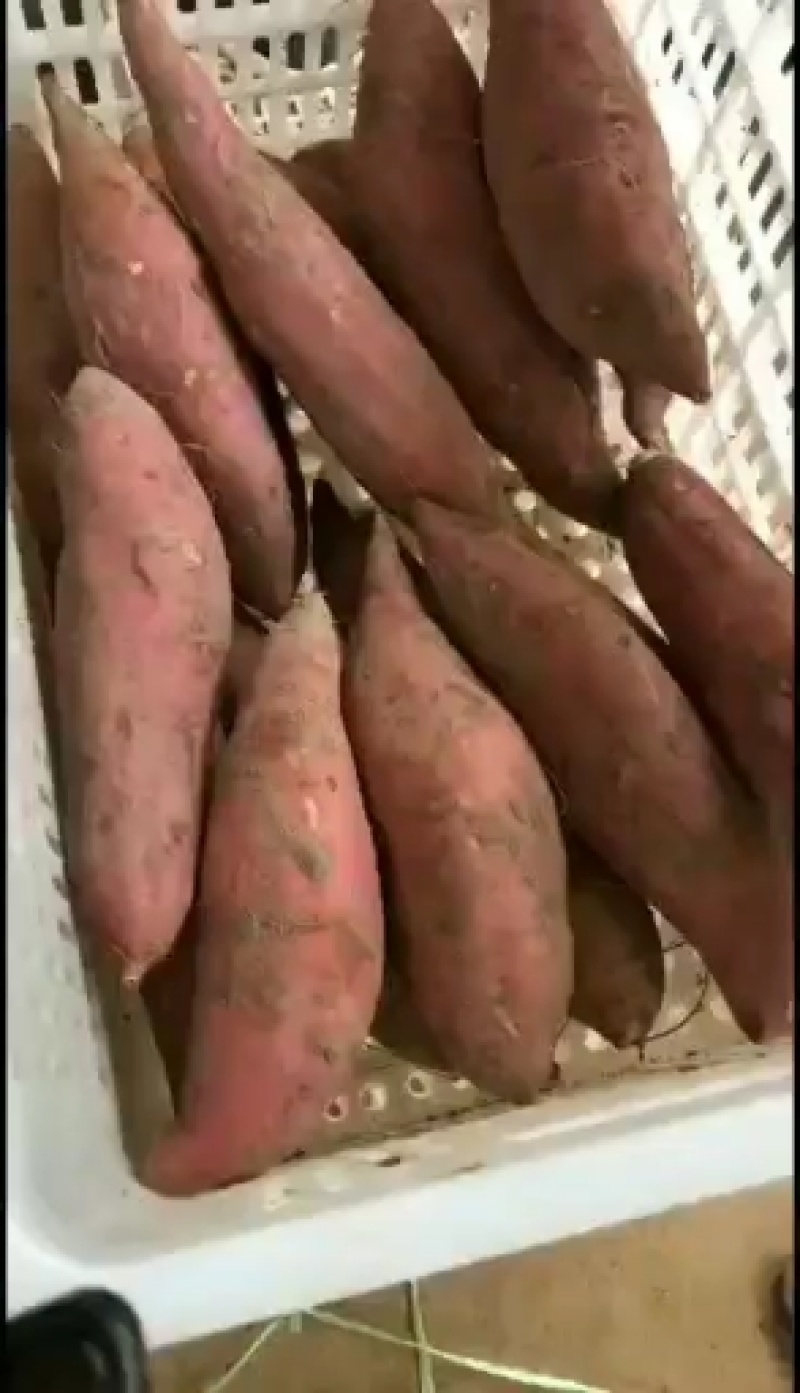 烟蜜薯红皮红心，一手货源全国发货，物流整车，价格合理！