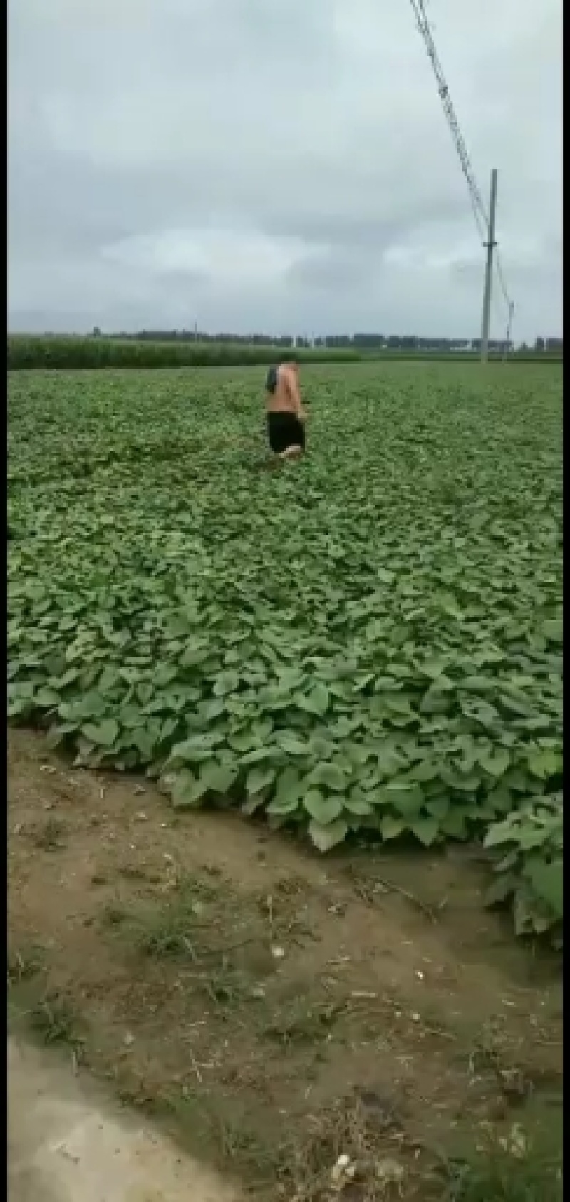 烟蜜薯红皮红心，一手货源全国发货，物流整车，价格合理！