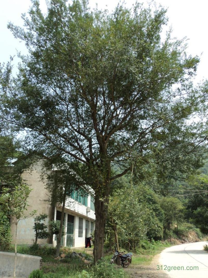 新采榔榆种子榔榆树种子小叶榆种子秋榆种子林木种子发芽率