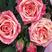 玫瑰花盆栽基地直供110规格一箱20盆装
