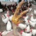 甘肃庆阳市宁县“陇桥绿”正宗纯粮食林下散养土鸡，土鸡蛋，