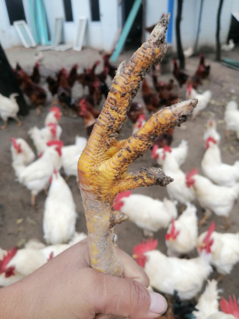 甘肃庆阳市宁县“陇桥绿”正宗纯粮食林下散养土鸡，土鸡蛋，
