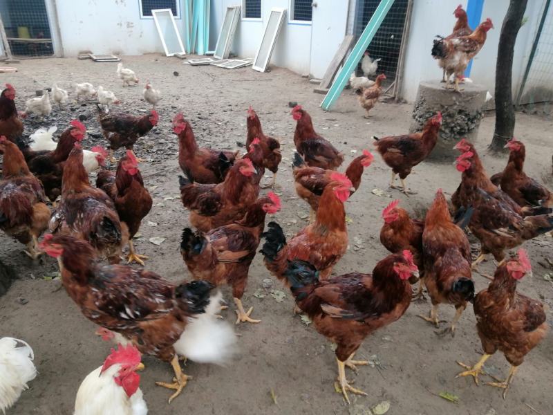 甘肃庆阳市宁县“陇桥绿”正宗纯粮食林下散养土鸡，土鸡蛋，