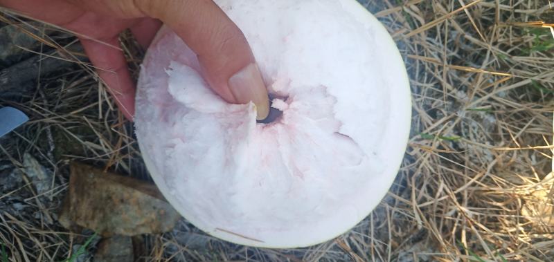 红蜜柚子口感甜水份足皮薄