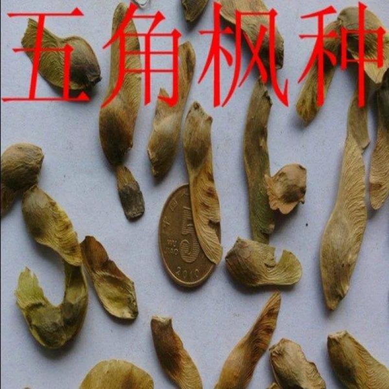 五角枫种子三角枫种子元宝枫鸡爪槭青枫种子枫树种子