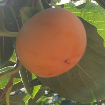 柿子七月黄柿子优质主产区直供