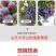 玫瑰香葡萄苗，大粒玫瑰香葡萄苗，品种纯正质优价廉
