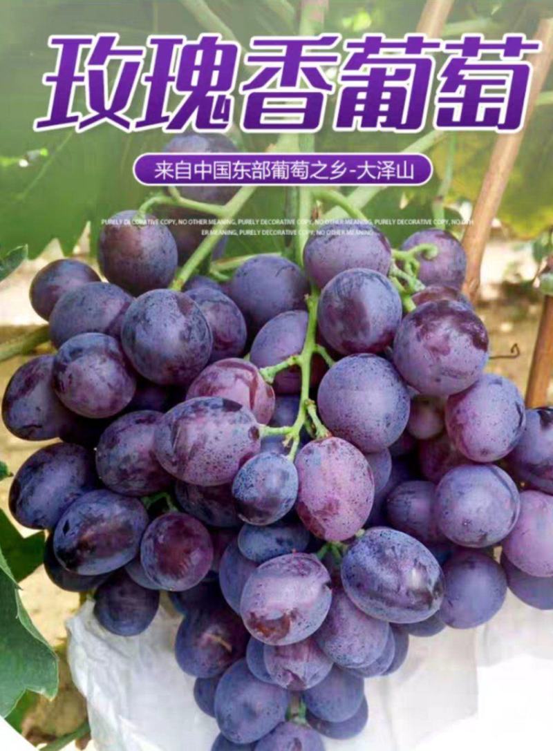 玫瑰香葡萄苗，大粒玫瑰香葡萄苗，品种纯正质优价廉