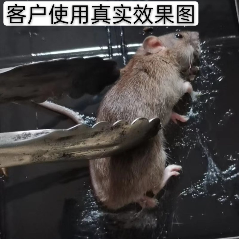 粘鼠板老鼠贴强力粘老鼠板灭鼠板灭鼠胶沾驱鼠捕鼠灭鼠神
