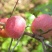 苹果丑苹果苹果野生苹果3斤5斤/9斤包邮