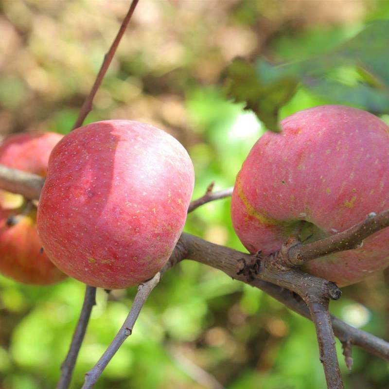 苹果丑苹果苹果野生苹果3斤5斤/9斤包邮
