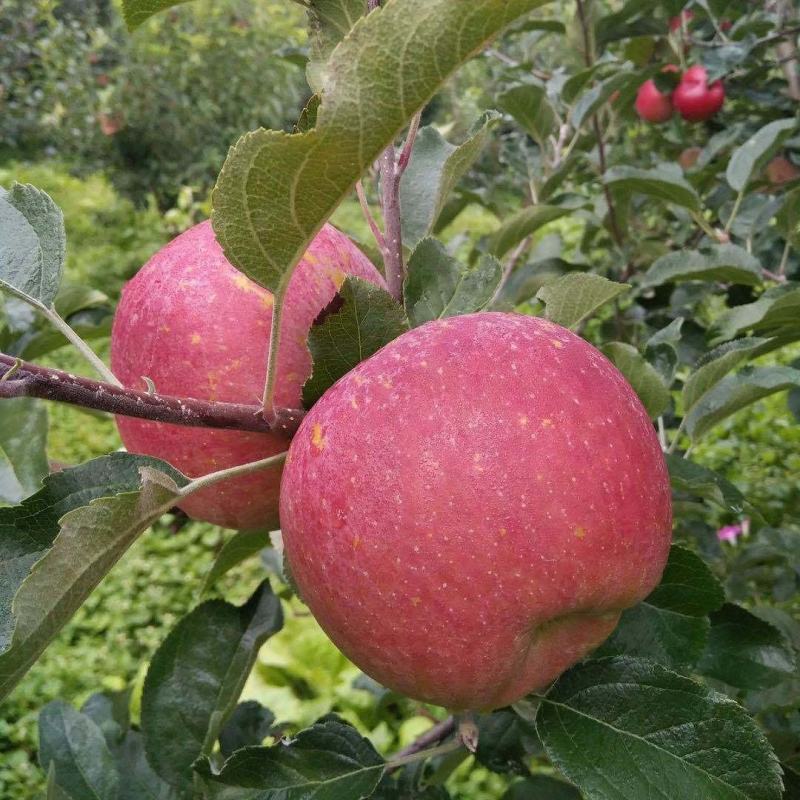 苹果丑苹果苹果野生苹果3斤5斤/9斤包邮