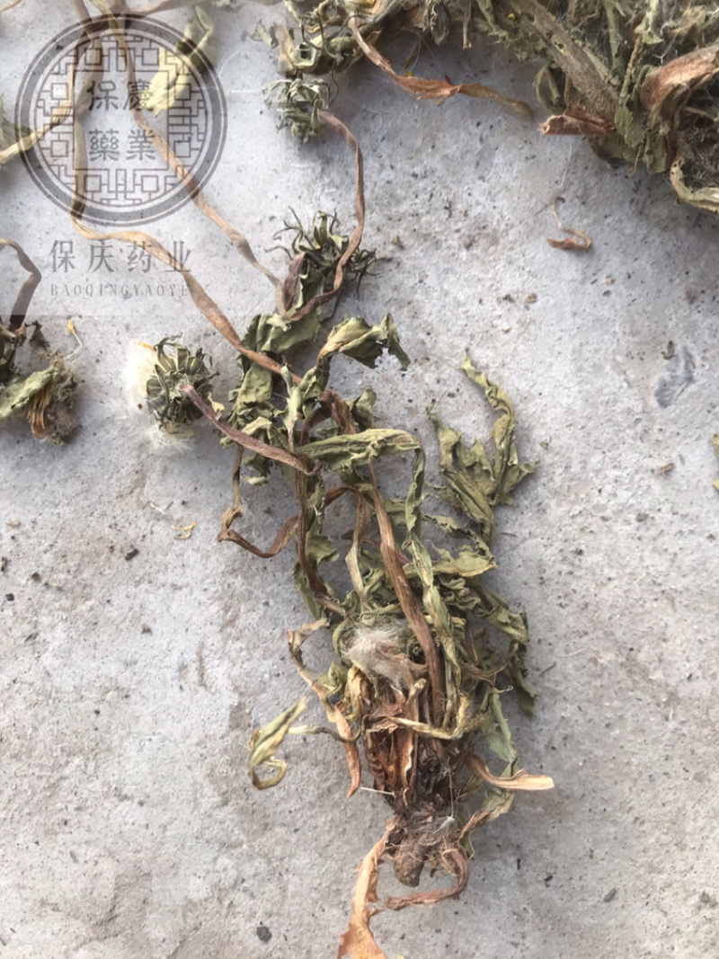 蒲公英蒲公英片整颗带根蒲公英婆婆丁蒲公英个新货
