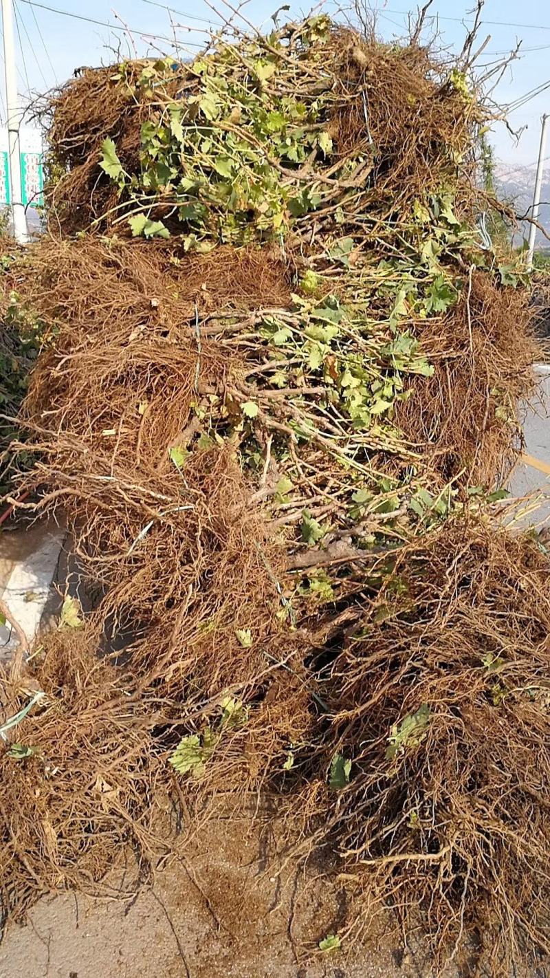 葡萄苗占地葡萄苗大葡萄苗葡萄苗大树葡萄苗批发基地