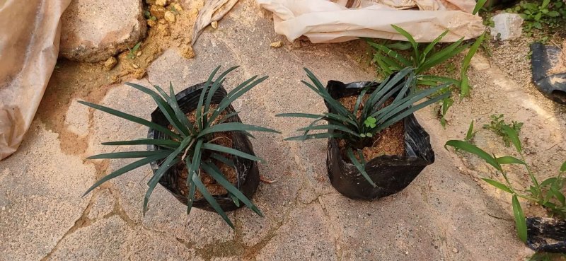 玉龙草，短叶沿阶草，短叶书带草，基地长期供应各类地被苗