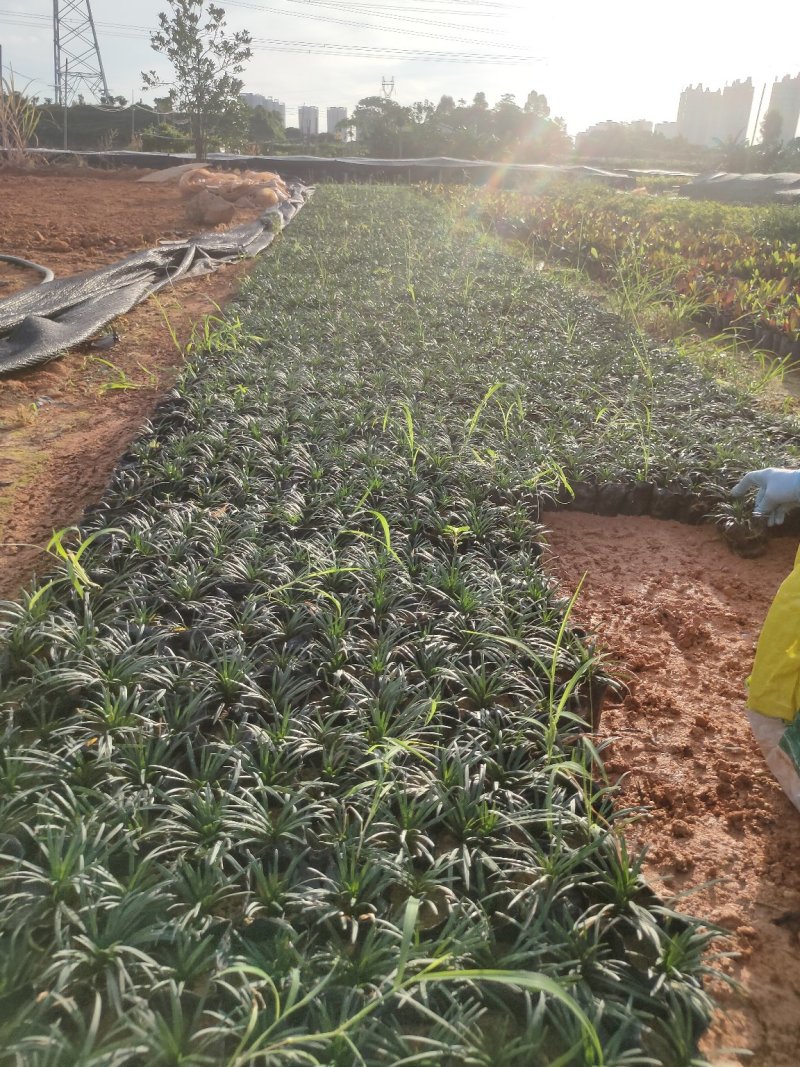 玉龙草，短叶沿阶草，短叶书带草，基地长期供应各类地被苗