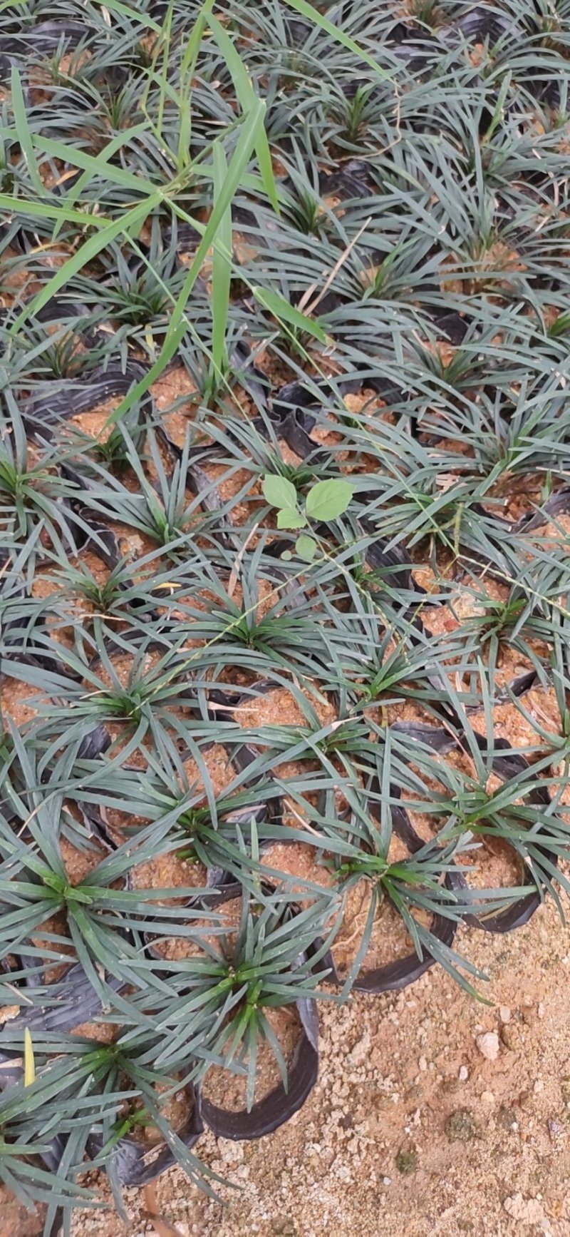玉龙草，短叶沿阶草，短叶书带草，基地长期供应各类地被苗