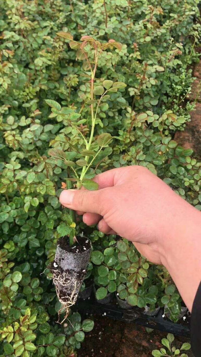 大花月季(多头)无纺布坨苗