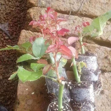 大花月季(多头)无纺布坨苗