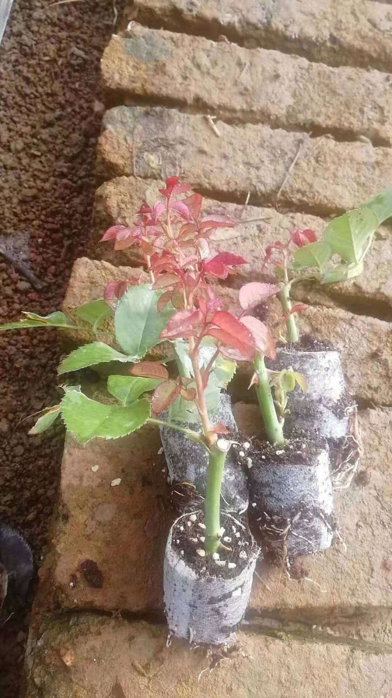 大花月季(多头)无纺布坨苗