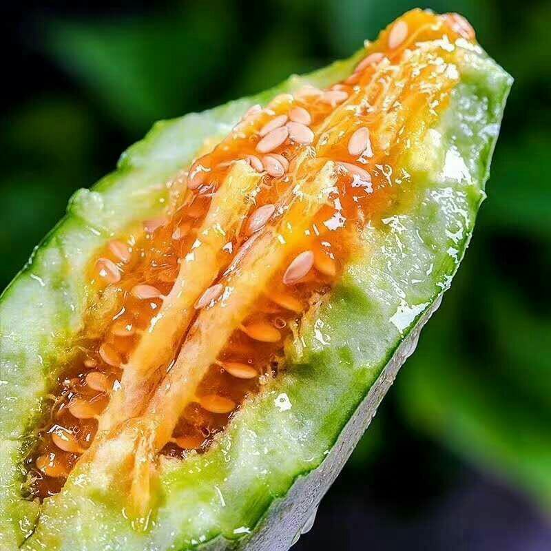 西周密网纹甜瓜，网纹，晓密25绿宝羊角蜜小蜜西州