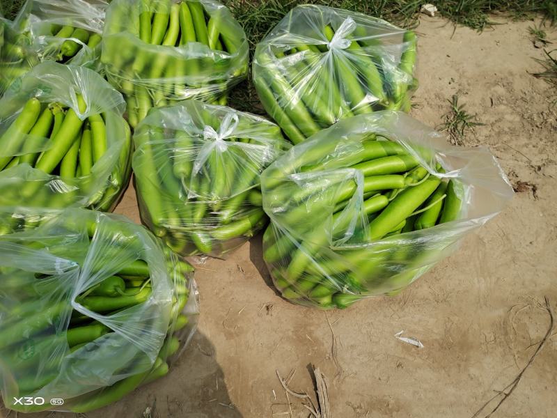 狐子，长狐子，大量瓠子，刚下来的需要联系，