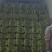 【牛商推荐】精品安徽上海青叶菜万亩大棚种植基地一手货源