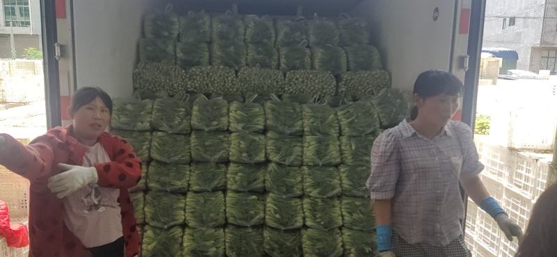 【牛商推荐】精品安徽上海青叶菜万亩大棚种植基地一手货源