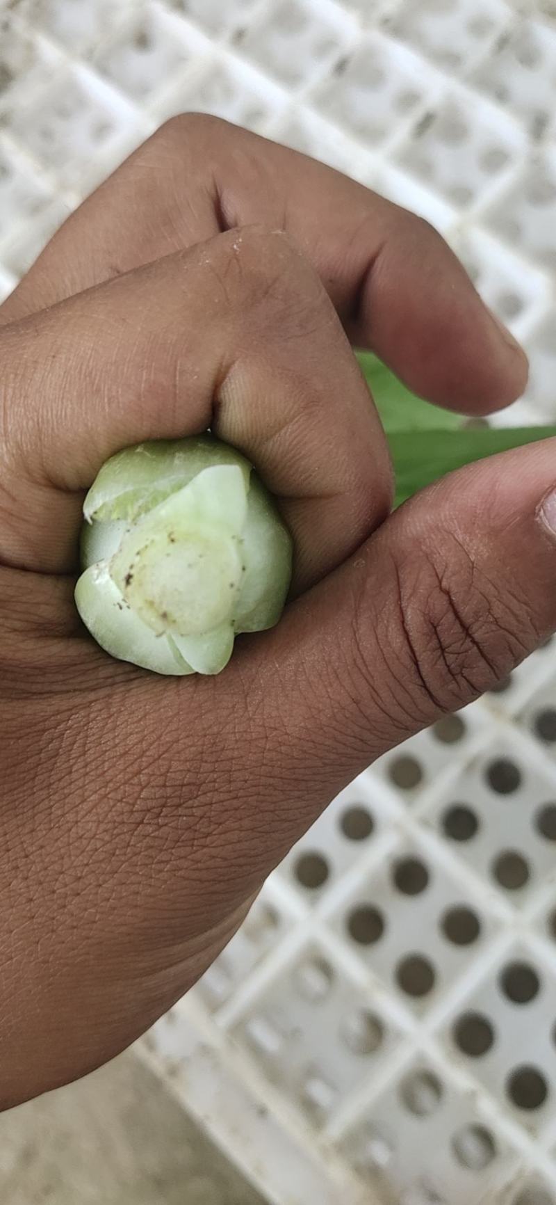 【牛商推荐】精品安徽上海青叶菜万亩大棚种植基地一手货源