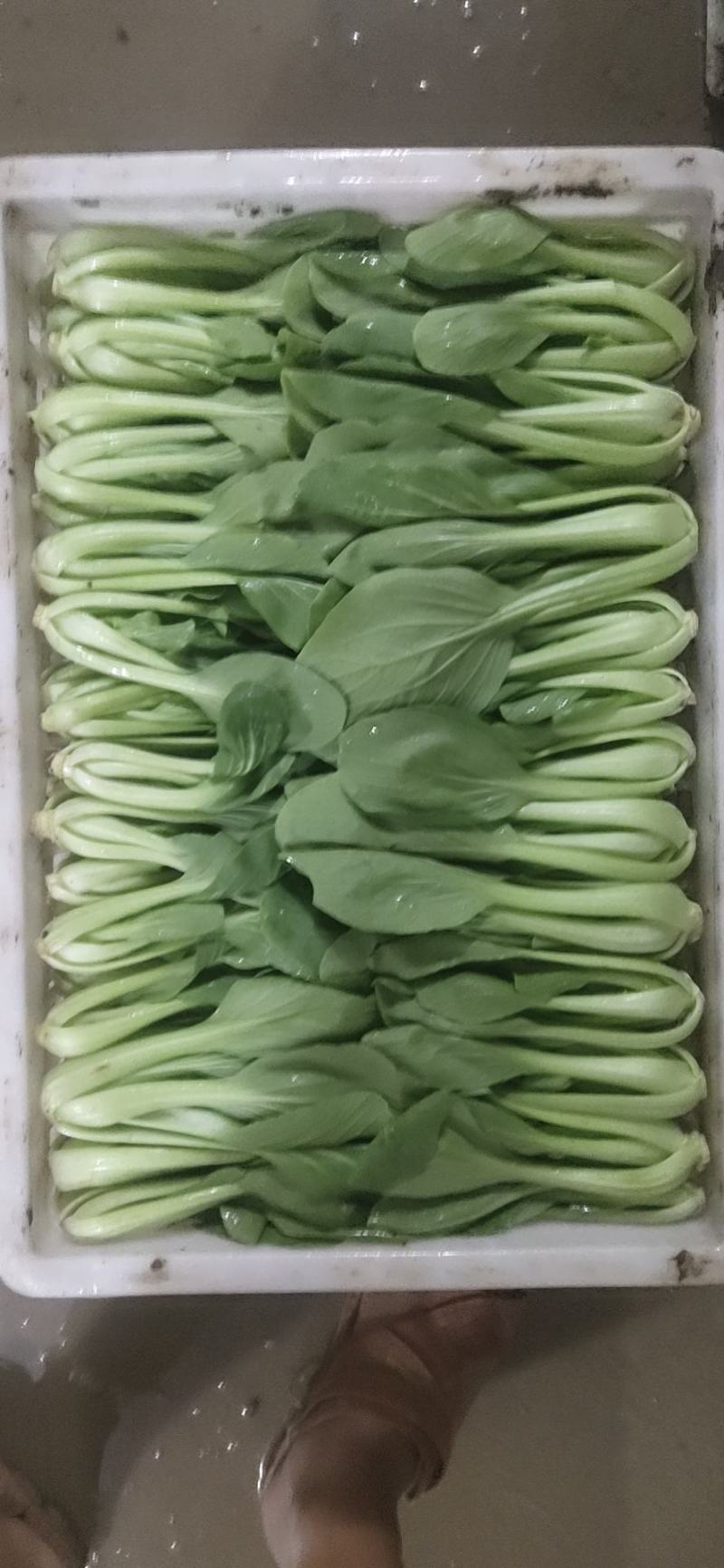 【牛商推荐】精品安徽上海青叶菜万亩大棚种植基地一手货源