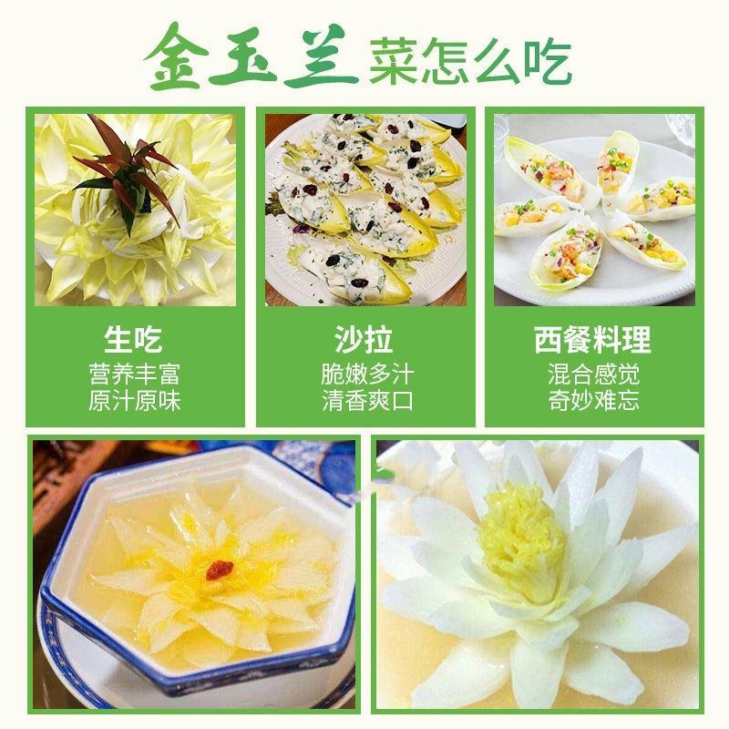 金玉兰菜芽球菊苣特菜野菜品质保证基地直供