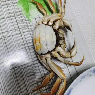 批发零售野生大河蟹！