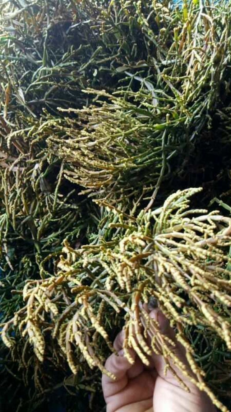 多年老古树茶树寄生螃蟹脚。人工采摘自然晒干的螃蟹脚一斤起