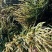多年老古树茶树寄生螃蟹脚。人工采摘自然晒干的螃蟹脚一斤起