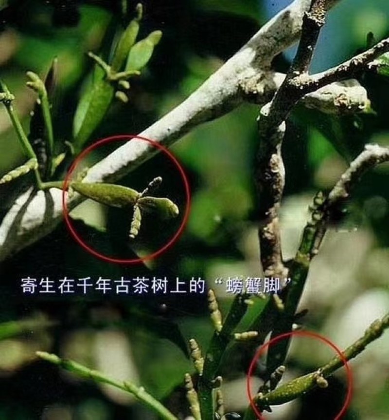 多年老古树茶树寄生螃蟹脚。人工采摘自然晒干的螃蟹脚一斤起