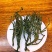 多年老古树茶树寄生螃蟹脚。人工采摘自然晒干的螃蟹脚一斤起